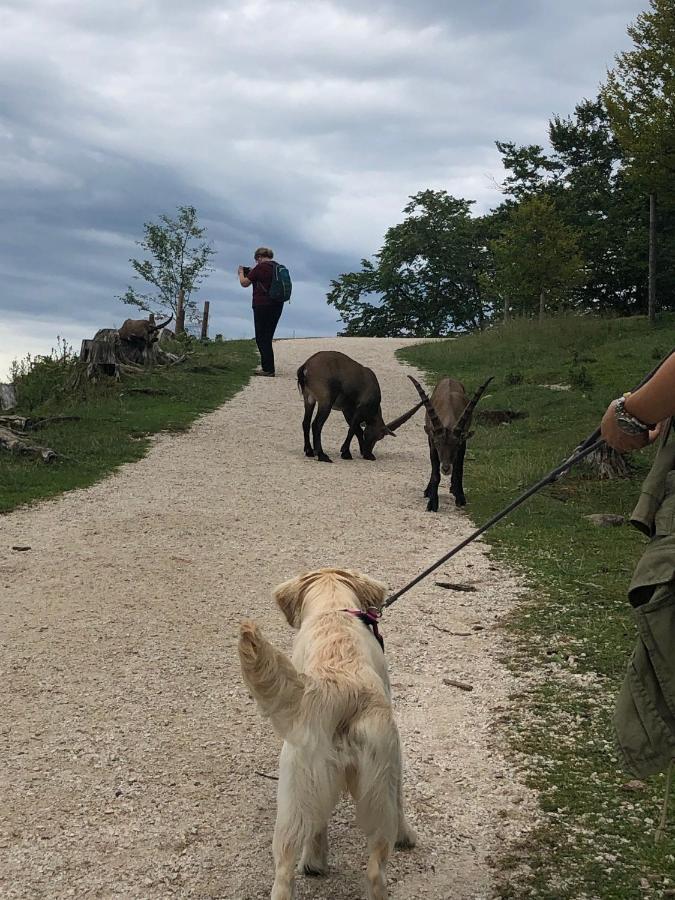 Millies Hosting - Familienurlaub Mit Hund In Kaernten Sankt Paul im Lavanttal Zewnętrze zdjęcie
